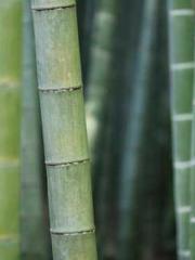 Shen Ning Ran Bao Ji