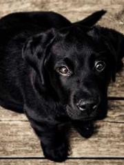 Shen Ning, Ran, Bo J