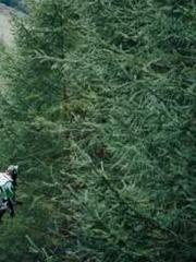 One Night of Indulge