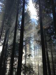 Becoming a solitary 