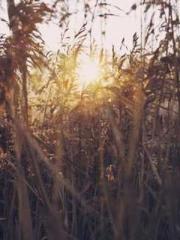 After miscarriage an